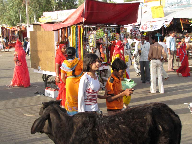 Rajastan, Deshnoke et le temple des rats