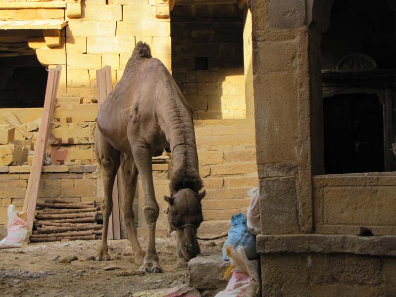 Rajastan, Jaisalmer