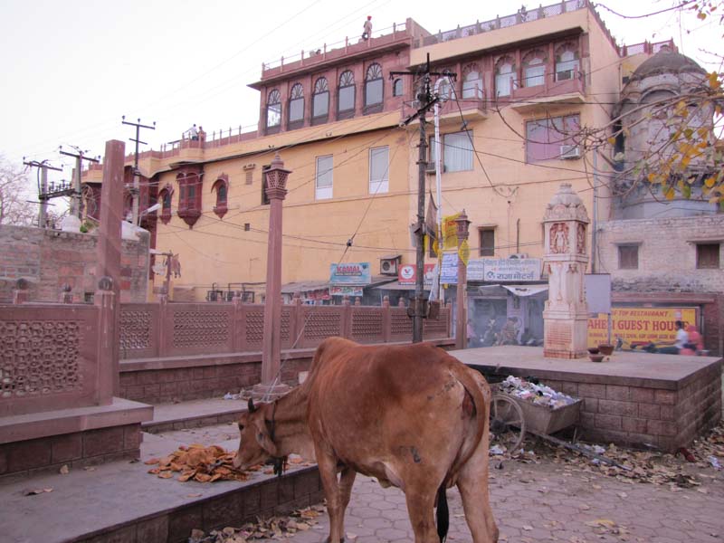 Rajastan, Jodhpur