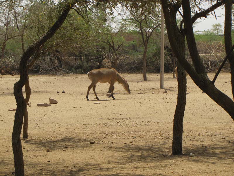 Rajastan, Jodhpur