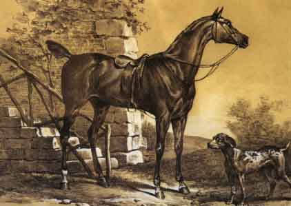 Etude de Cheval