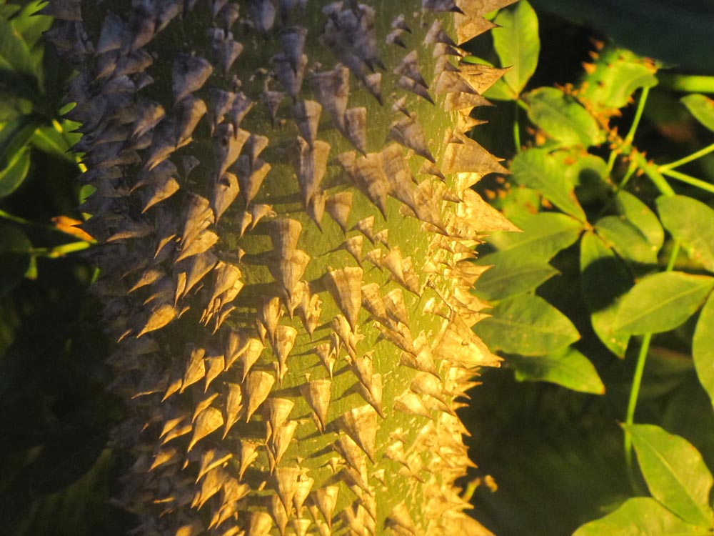 Copenhague, Jardin botanique