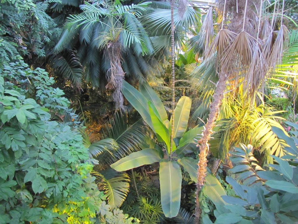 Copenhague, Jardin botanique