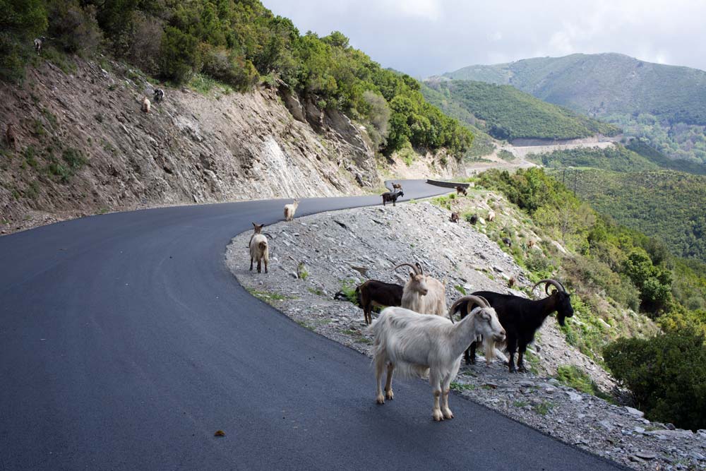 Voyage en Corse Ortale