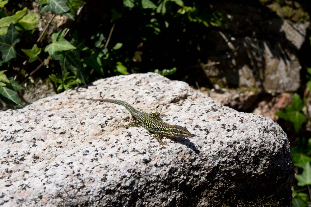 Voyage en Corse Filitosa