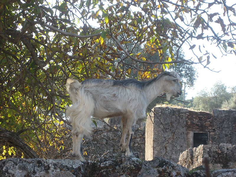 Gorges Aradena