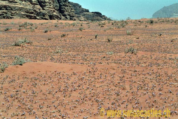 Wadi Rum