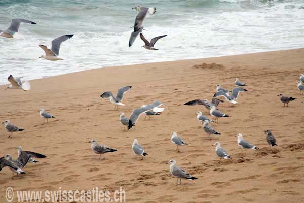 Portimao, plage de la Rocha