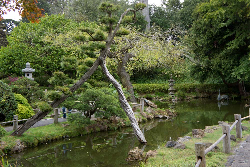 Japanese tea garden