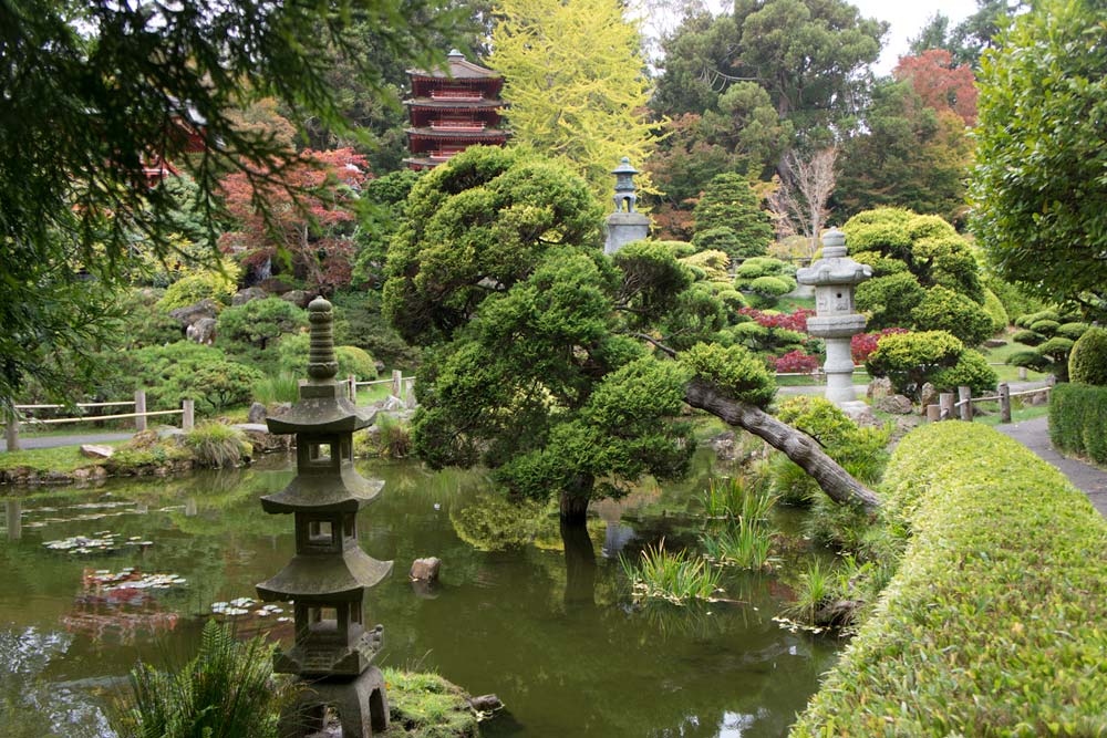 Japanese tea garden