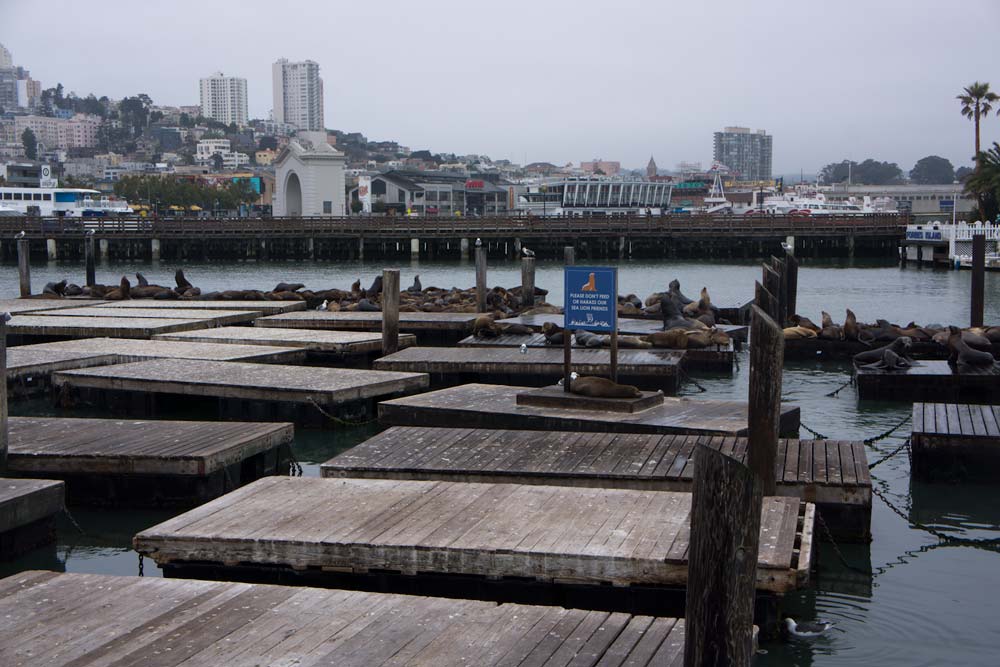 Sea Lions