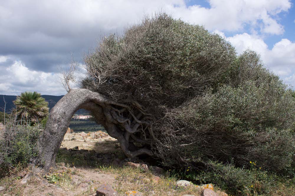 Voyage en Sardaigne, Sirai