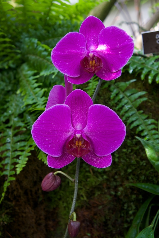 botanique